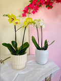 Orquidea