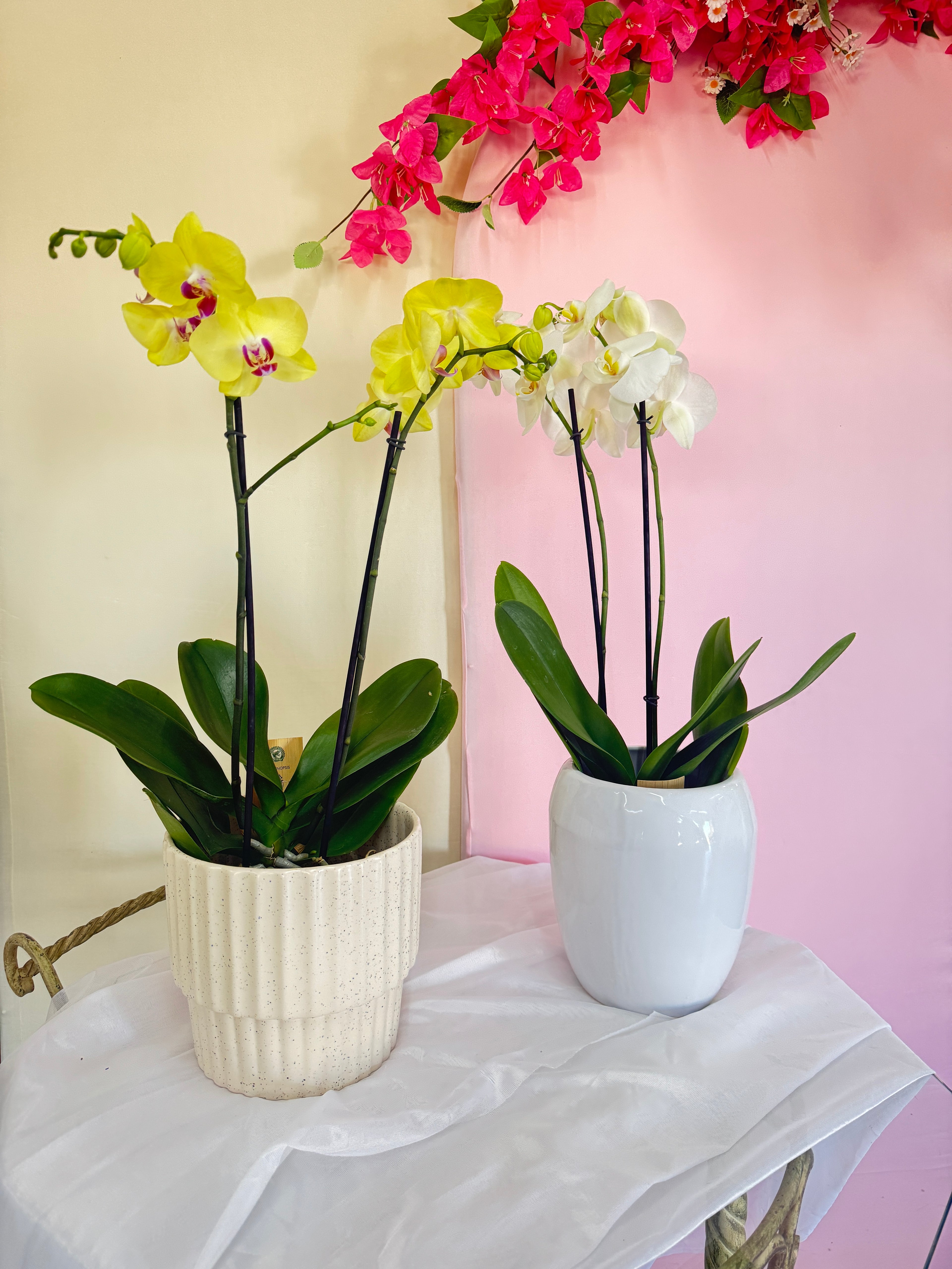 Orquidea